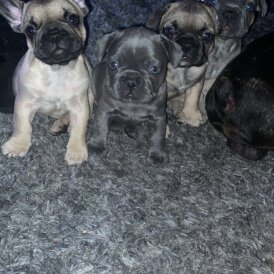 French Bulldog