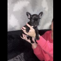 French Bulldog