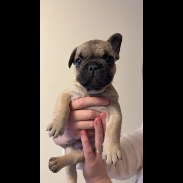 French Bulldog
