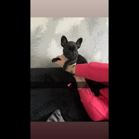 French Bulldog