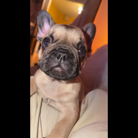 French Bulldog