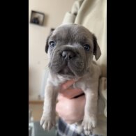 French Bulldog