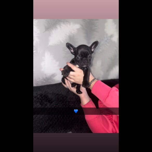 French Bulldog