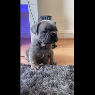 French Bulldog
