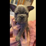 French Bulldog