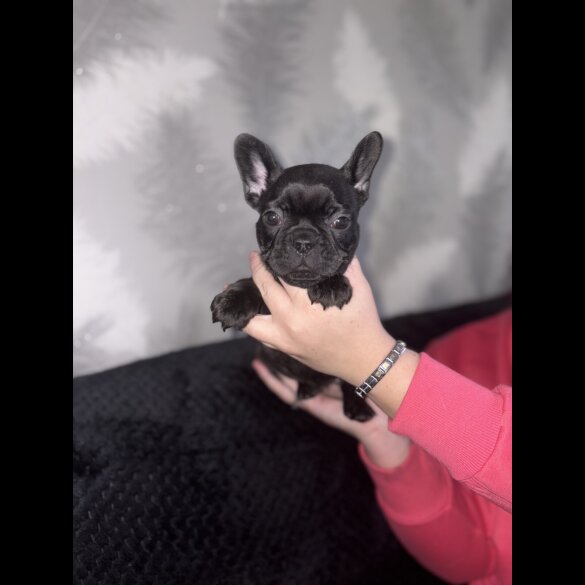 French Bulldog
