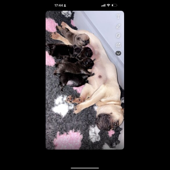 French Bulldog