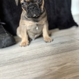 French Bulldog