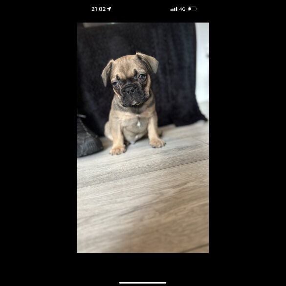 French Bulldog