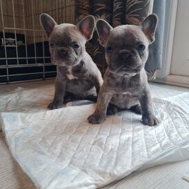 French Bulldog