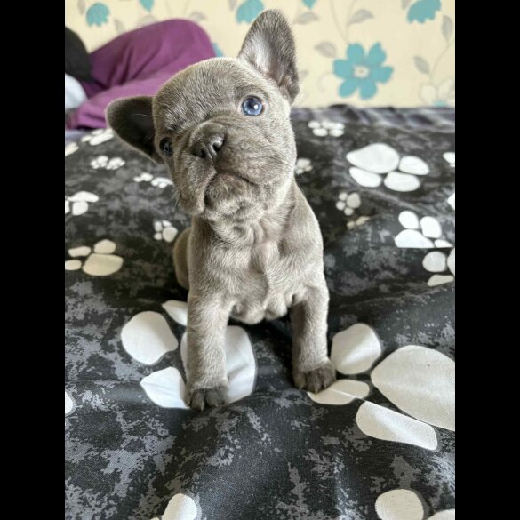 French Bulldog