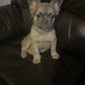 French Bulldog