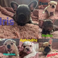 French Bulldog