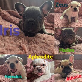 French Bulldog