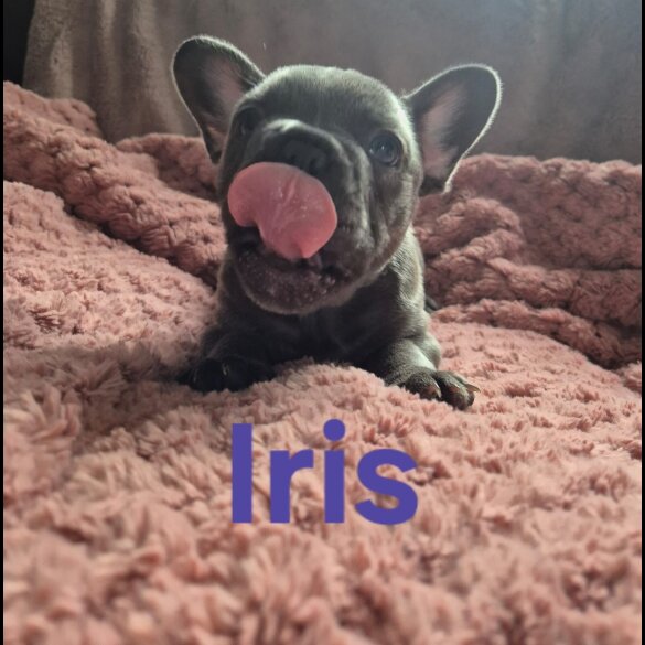 French Bulldog