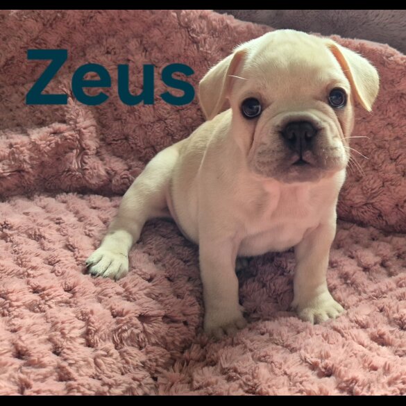 French Bulldog