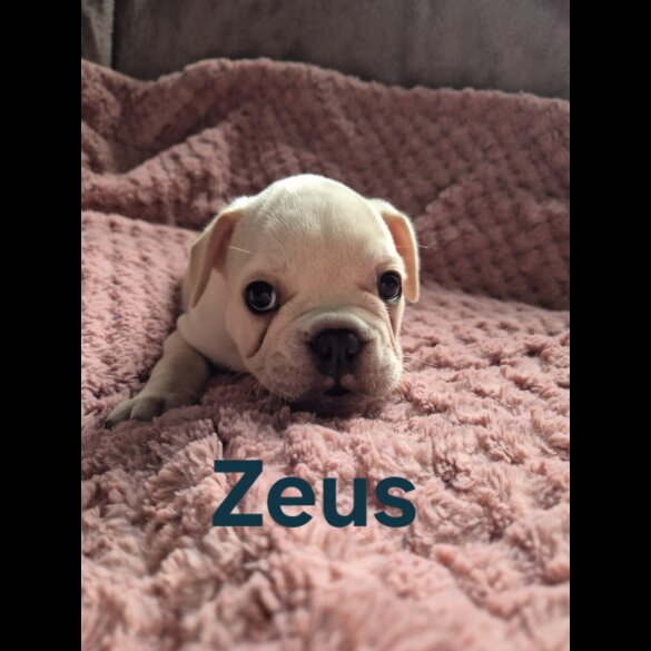 French Bulldog