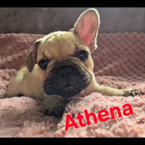 French Bulldog