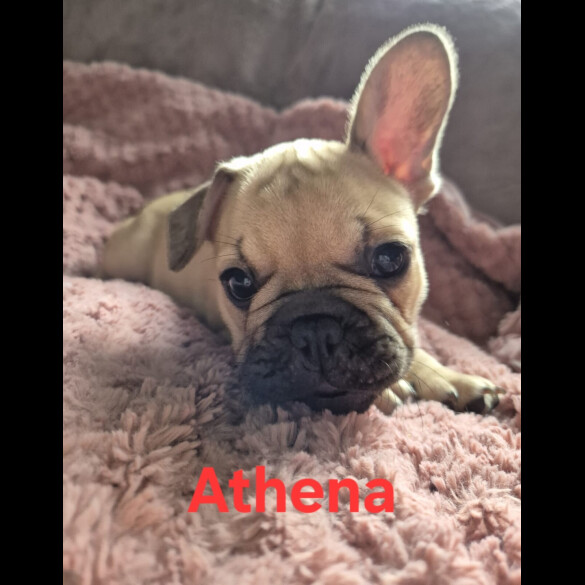 French Bulldog