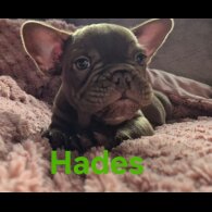 French Bulldog