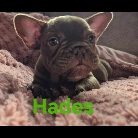 French Bulldog