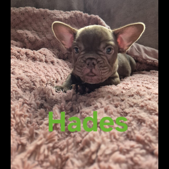 French Bulldog