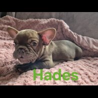 French Bulldog