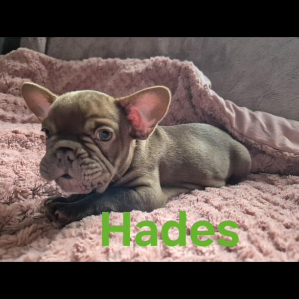 French Bulldog