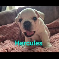French Bulldog