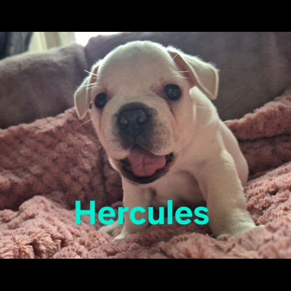 French Bulldog
