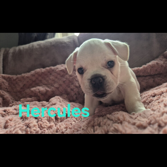 French Bulldog