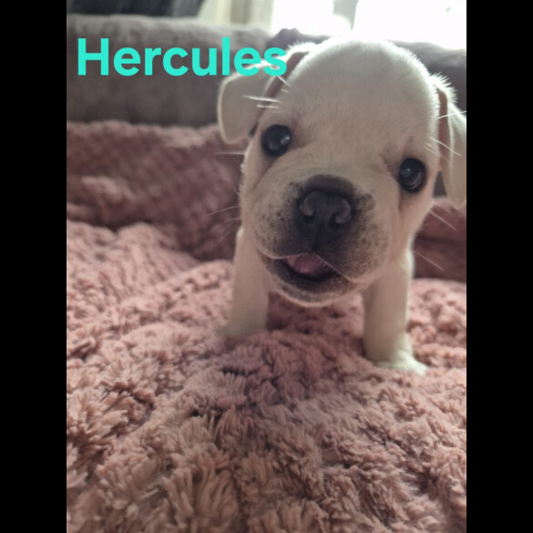 French Bulldog