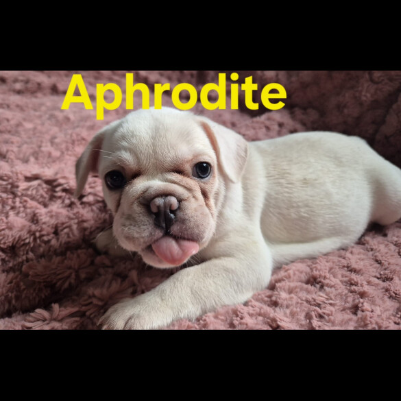 French Bulldog
