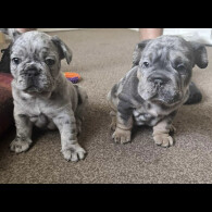 French Bulldog
