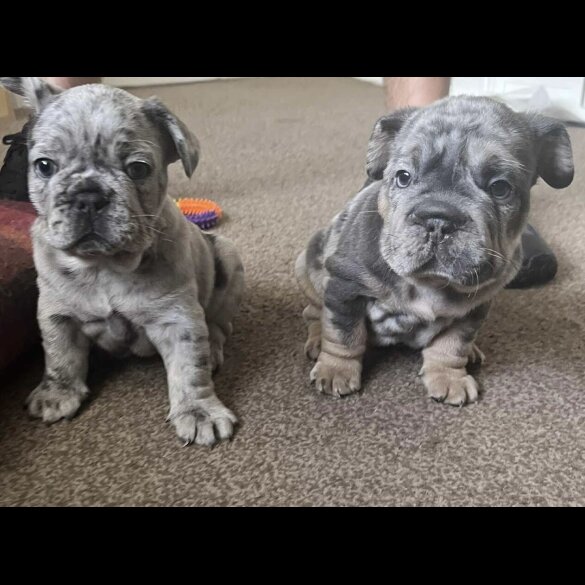 French Bulldog