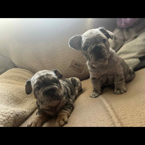 French Bulldog