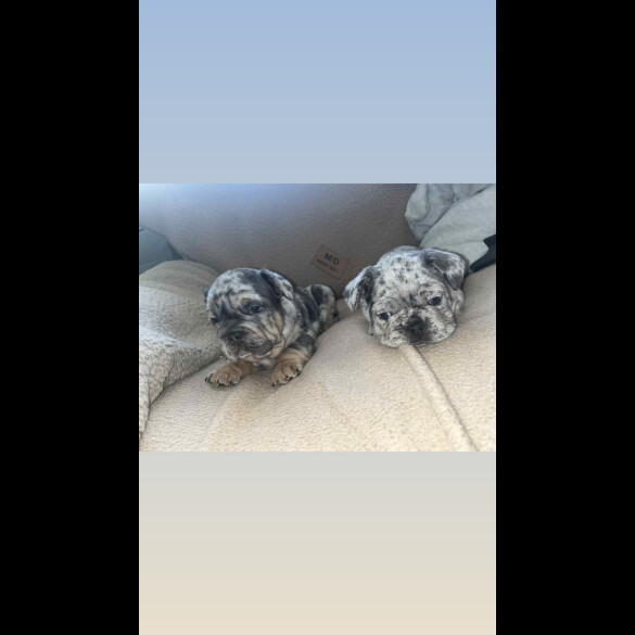 French Bulldog
