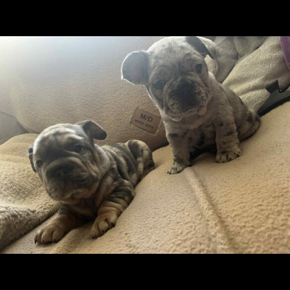 French Bulldog