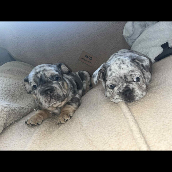 French Bulldog