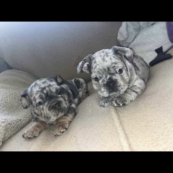 French Bulldog