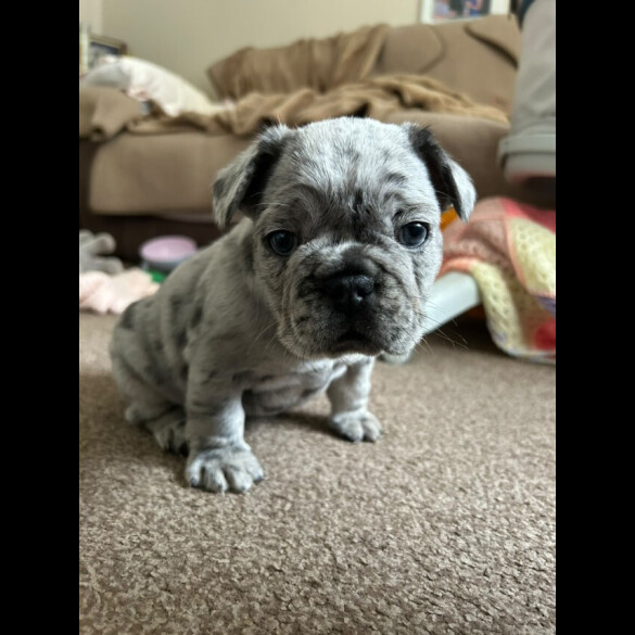French Bulldog