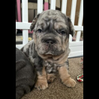 French Bulldog