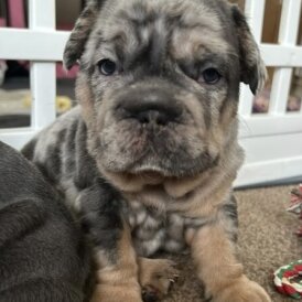 French Bulldog
