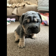 French Bulldog