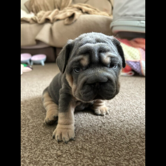 French Bulldog