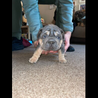 French Bulldog