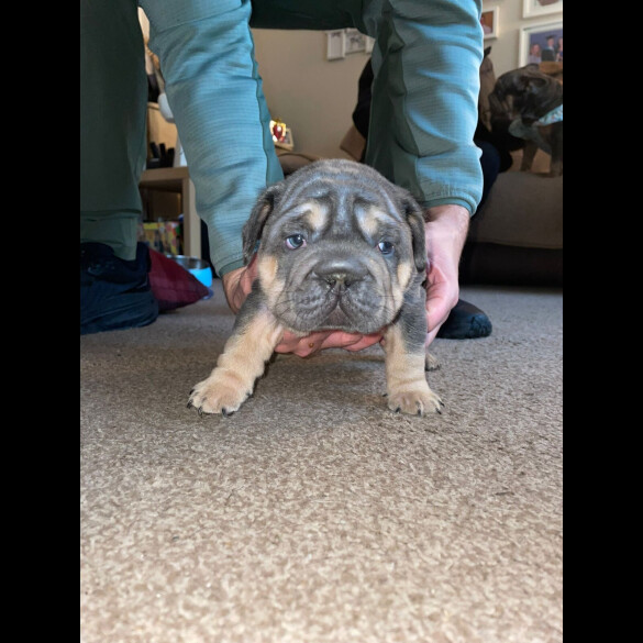 French Bulldog