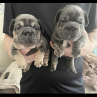 French Bulldog