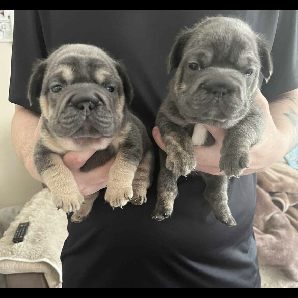French Bulldog