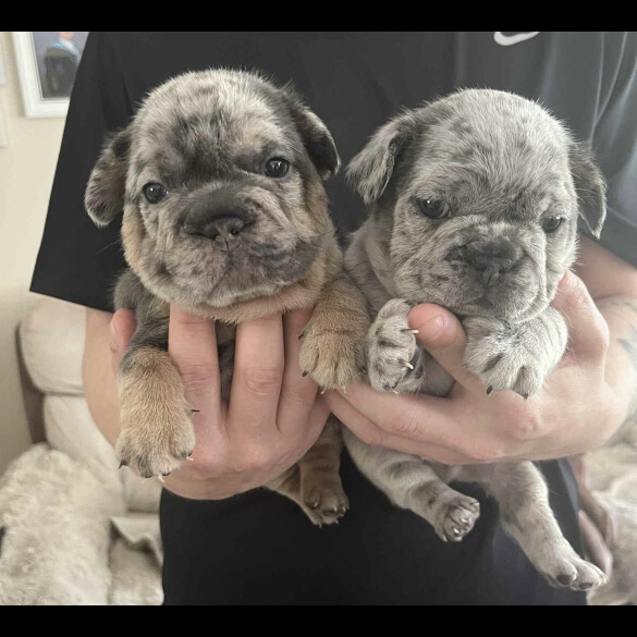 French Bulldog